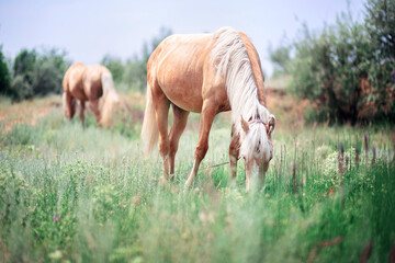 Naklejka na ściany i meble Beautiful horses graze among sage and grass