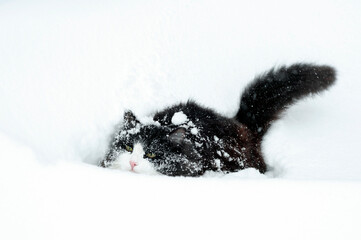 black and white cat sits and looks out of a deep snowdrift.