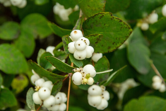 Close up view of Symphoricarpos albus, commonly known as the snowberry, waxberry, or ghostberry in Ryazan, Russia