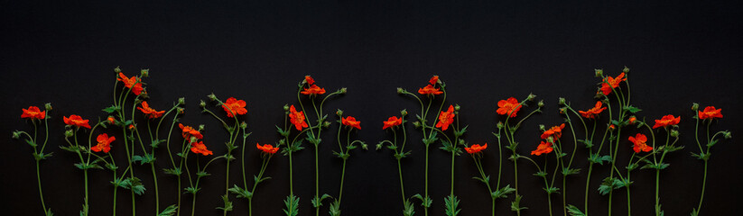 Red flowers of Geum coccineum in black background. Dark floral background, banner. Copy space.