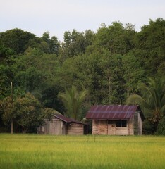 Fototapeta na wymiar old farm house at the paddy field