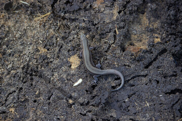 Live lizard on the ground view from above