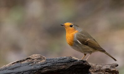 bird, robin, natur, wild lebende tiere, tier, wild, ast, bird, rot, garden, schnabel