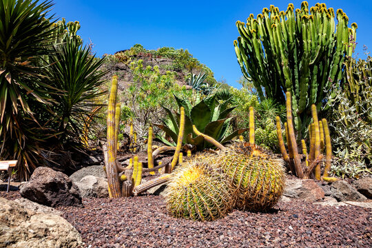 Flora of Gran Canaria, Canary Islands, Spain.