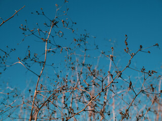 spring is comming