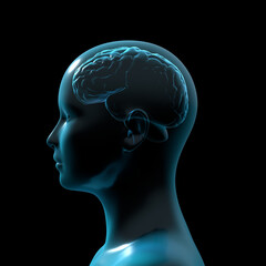 Obraz premium human brain anatomy, medical 3d