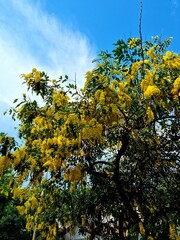 yellow flowers and sky