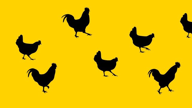 Walking hens and roosters, animation on the yellow background