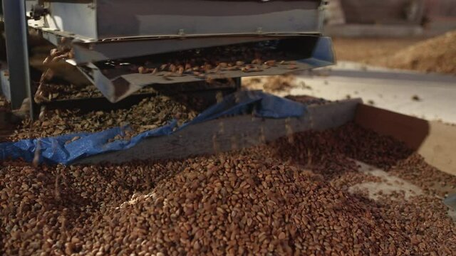 Extraction of pine nuts. Apparatus for cleaning cedar cones. Pine nuts.