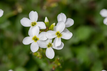 Obraz na płótnie Canvas Arabis caucasica arabis mountain rock cress springtime flowering plant, causacian rockcress flowers with white petals in bloom