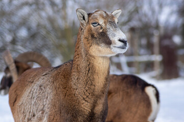 Herd of wild mouflon sheep on pasture during winter time walking in the snow, beautiful cold weather coated furry mammals
