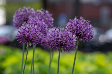 Allium hollandicum persian onion dutch garlic purple flowering plant, ornamental flowers in bloom