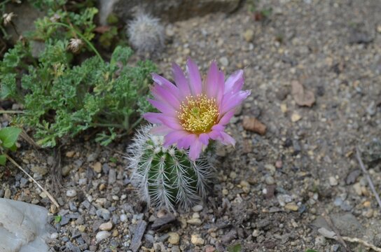 Echinocereus Reichenbachii" Images  Browse 240 Stock Photos, Vectors, and  Video | Adobe Stock