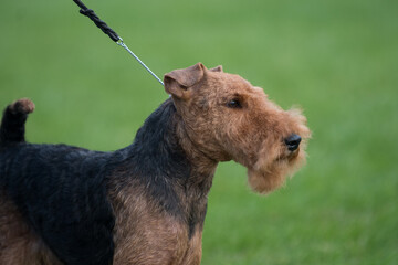 Airedale Terrier close up with green grass background