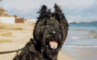 Beautiful black dog of the Giant Schnauzer breed on the seashore on a sunny day.