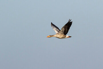 Large waterfowl Greylag goose, Anser anser, in flight in Estonian nature, Europe