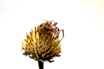 A shot of the tegenaria spider sitting on a dry flower from above