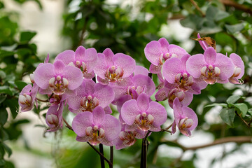 Number of large purple spotted blooms of tropical moth orchid  (Phalaenopsis) growing as a houseplant