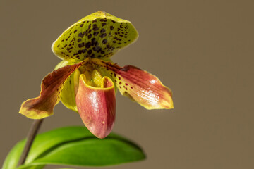 Large flower of the Venus slipper orchid, paphiopedilum growing as a houseplant - 479737866