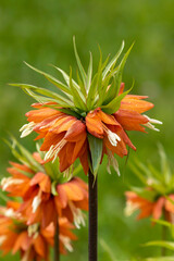 Beautiful orange bell shaped flowers of the Imperial Fritillary, Fritillaria imperialis, also known as crown imperial and Kaiser's crown blooming during spring - 479737878