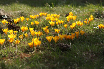 Obraz premium Primroses of spring - yellow crocuses grow in the sun in the garden.