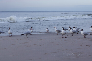 Many white-gray gulls walk along the shores of the Baltic Sea, some take off and flap their wings, waves rise in the background.