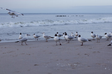 Many white-gray gulls walk along the shores of the Baltic Sea, some take off and flap their wings, waves rise in the background.