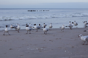 Many white-gray gulls walk along the shores of the Baltic Sea, some take off and flap their wings, waves rise in the background.