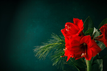 Red amaryllis on dark green blue background. Place for text.