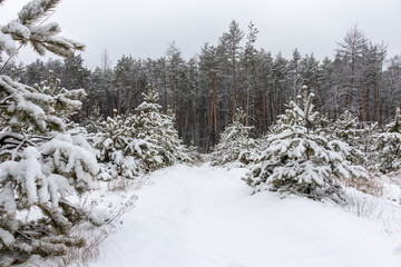 Fototapeta na wymiar Beautiful forest winter, snowy landscapes. Snow lies on tree branches and on the ground. 