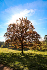 Fototapeta na wymiar Herbstliche Landschaft mit herbstlich bunt gefärbte Bäume, Indian Summer.