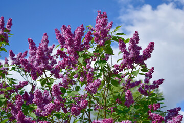 Lilac bush with blossoming flowers.