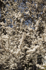 
Cherry blossoms in spring, white flowers on branches against the sky.