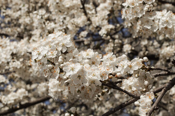 
Cherry blossoms in spring, white flowers on branches against the sky.
