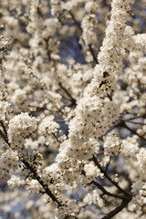 
Cherry blossoms in spring, white flowers on branches against the sky.