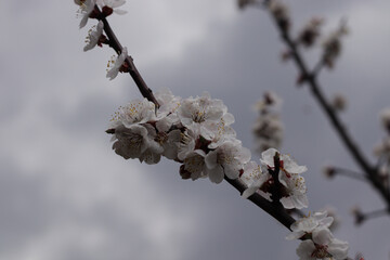 
Cherry blossoms in spring, white flowers on branches against the sky.