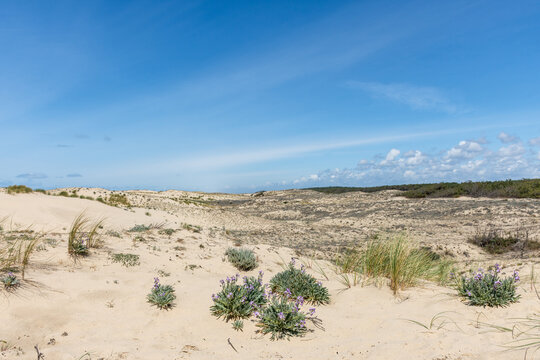 LE PORGE (Gironde, France), vue sur les dunes et la forêt