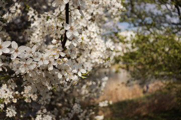 
Cherry blossoms in spring, white flowers on branches against the sky.