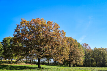 Naklejka premium Herbstliche Landschaft mit herbstlich bunt gefärbte Bäume, Indian Summer.