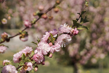 Pink flowering of decorative almonds in spring on the lake. - Powered by Adobe