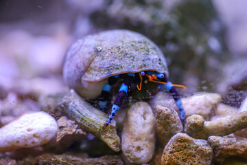 Ein Einsiedlerkrebs, Krabbe in einem Schneckenhaus im Meerwasseraquarium.
