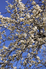 
Cherry blossoms in spring, white flowers on branches against the sky.