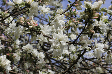 Blooming apple tree in spring, large white flowers and buds on the tree against the blue sky.
