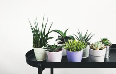 A variety of succulent home plants: haworthia, echeveria, senecio barbertonicus, sansevieria fernwood and sansevieria francisii on a black table, mini plants and home gardening concept