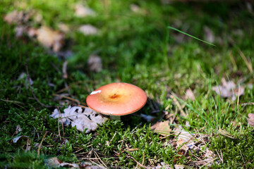 Nahaufnahme eines Pilz im Wald. Pilze sind teilweise giftig und teilweise essbar.
