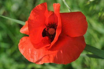 Poppy flower.