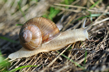 Snail.
