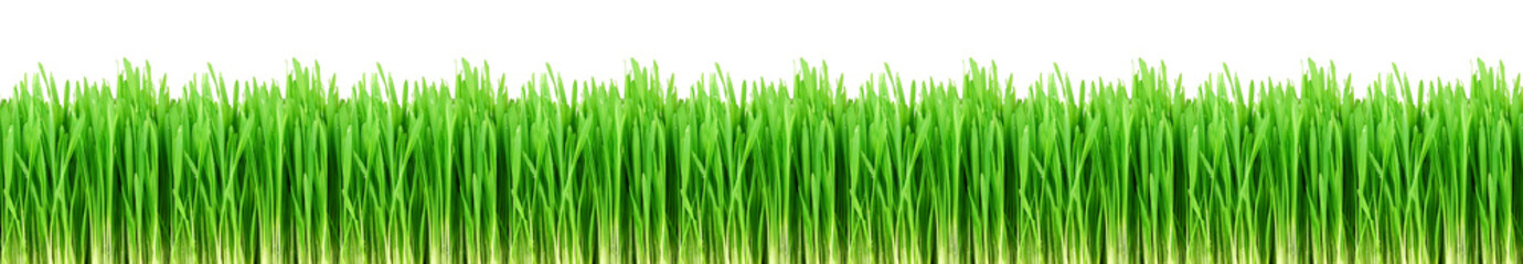Fototapeta na wymiar Seamless green grass panorama. Green grass skinali.
