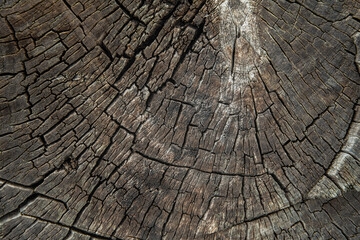 Fototapeta premium Fresh cut wood texture close up. Cracks form a pattern, the center of the circle is shifted to the upper right corner