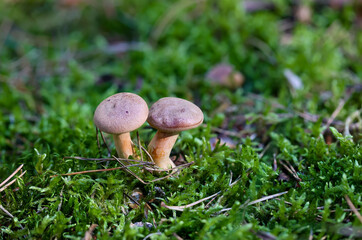 Nahaufnahme eines Pilz im Wald. Pilze sind teilweise giftig und teilweise essbar.
